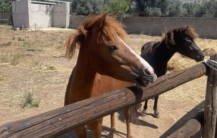 Destination Archangelos <b> MON/FRI </b>