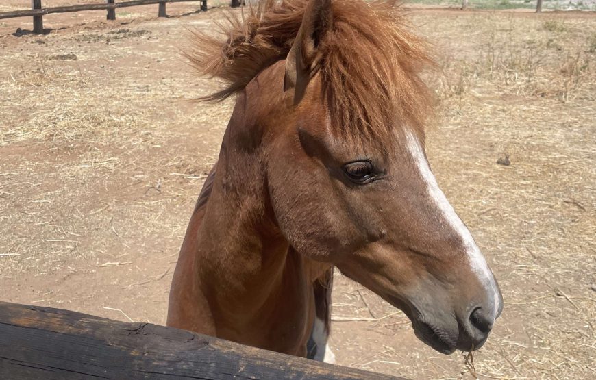 Destination Archangelos <b> MON/FRI </b>